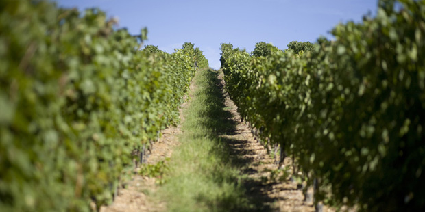 A wine vineyard outside of Haux, France. 14487843