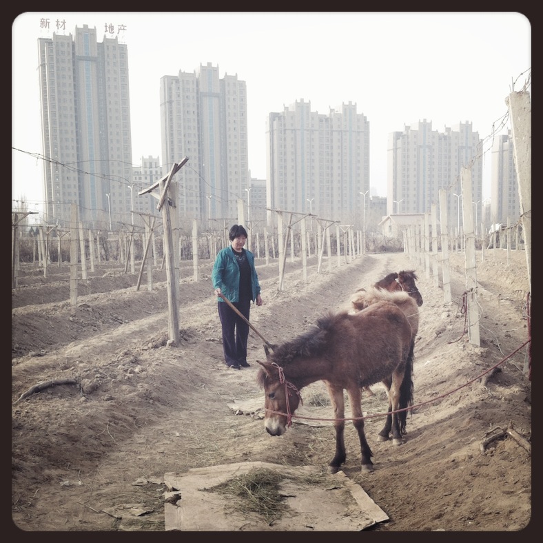 银色高地的两头“小马驹”