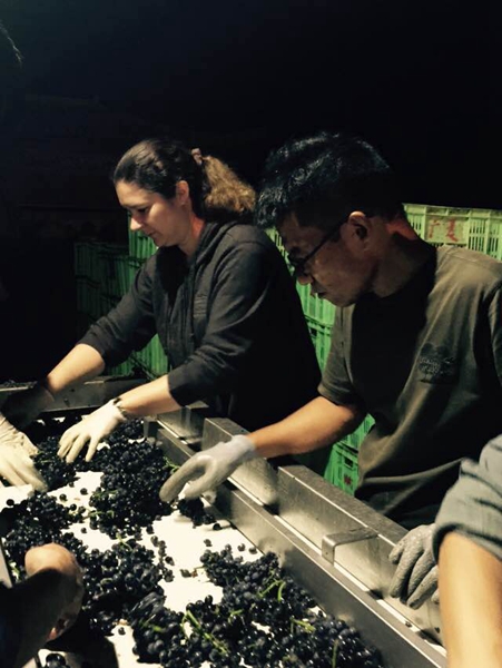酿季,诺瓦亲自挑选葡萄