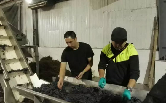 筛选比赛葡萄的当晚,干了整整一通宵,结束时已经早上8点