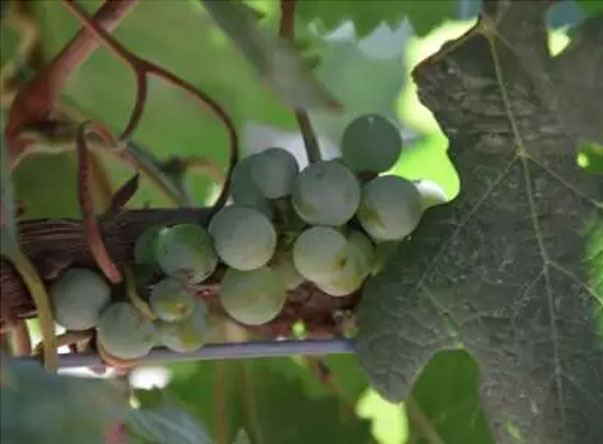白葡萄品种——霞多丽